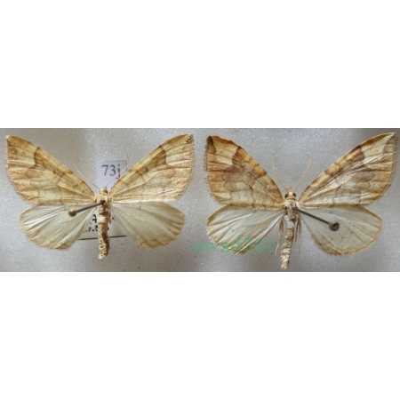 Eulithis populata (Linnaeus, 1758) pair Nacinek topolowiak Czech73j